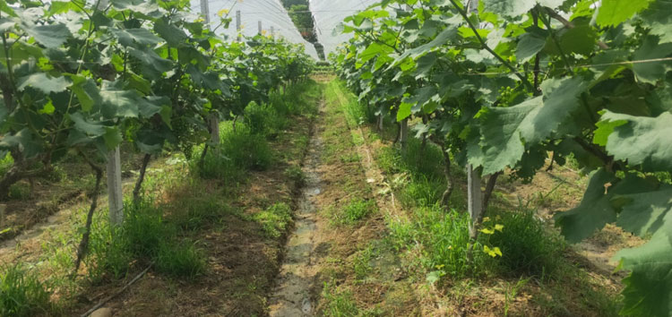 內蒙古河套沃豐生物有機肥在江西省宜春市夏黑葡萄種植園區(qū)成效顯著