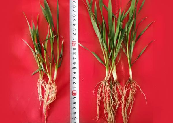 11 沃豐生物有機肥小麥示范田比常規(guī)肥小麥分孽數多，根系長，株高高2cm.jpg