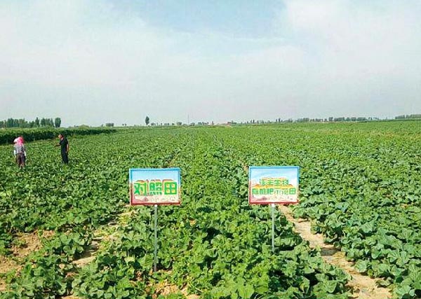 04 2018年五原沃豐生物有機(jī)肥塔爾湖金聯(lián)4隊(duì)蜜瓜示范田.jpg