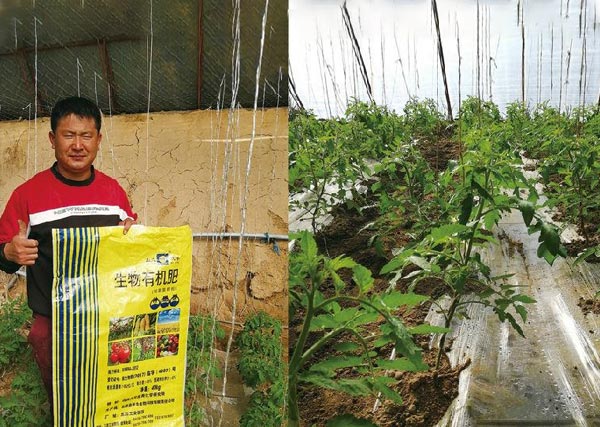 08 五原縣沃豐有機(jī)肥在銀歲橋種植禮品綠柿子 抗病毒性強(qiáng)、生長(zhǎng)快、長(zhǎng)勢(shì)喜人，農(nóng)戶非常滿意.jpg